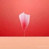 Pink gradient goose feather Turkey feather decorative material floating among fishhook feathers Application Scenario